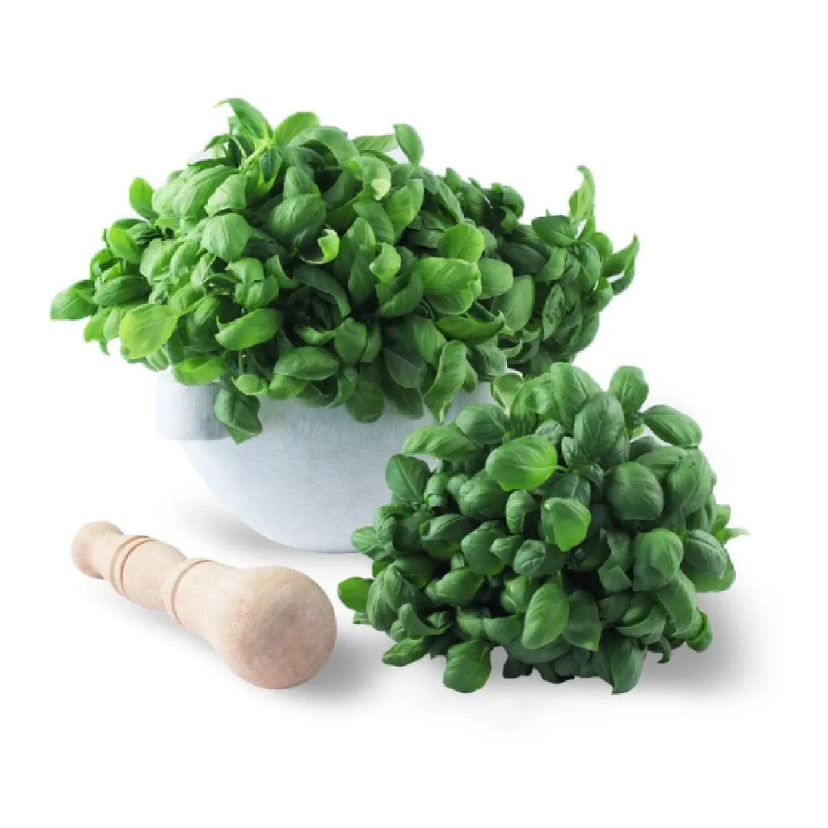 Basilic Genovese